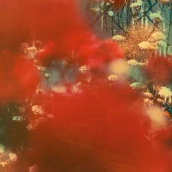 officialneilkrug: Optigan Photograph by Neil Krug http://instagram.com/neilkrug