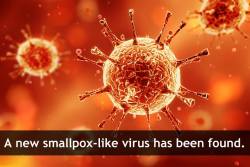 scienceyoucanlove:     Researchers have found a new virus related