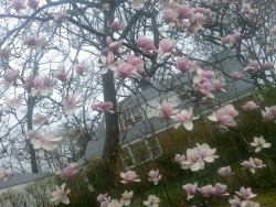 gnorwolves:  planticide:flowers on the tree in my front yard