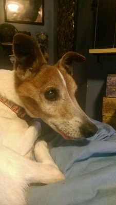 cute-overload:  My sixteen year old dog and his tongue.http://cute-overload.tumblr.com