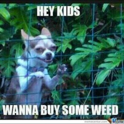 aaannnddy:  Me at work. #heykids #weed #dogsofinstagram #wannabuysomeweed