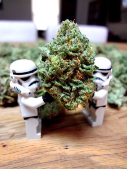 thesacredleaf:  These are not the buds you are looking for 👋🏾