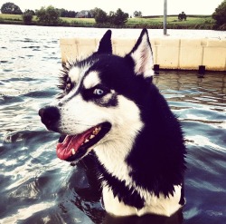 handsomedogs:  Balto at the lake