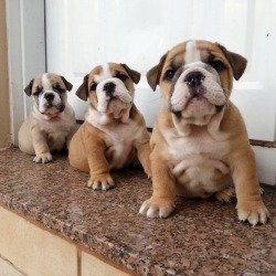 babyanimalgifs:  the small, the medium and the large