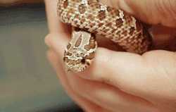 pretzel-the-hognose:  Pretzel tied himself in a knot and then