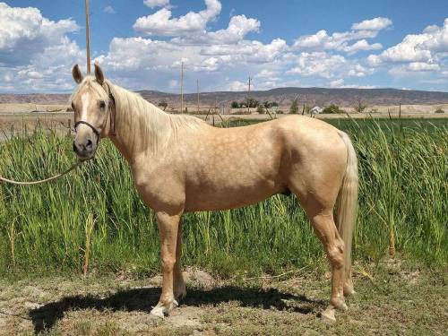 canteringdreams:  AP Moskhato2016 Anglo-Arabian gelding (thoroughbred/arabian)[Twentyfour