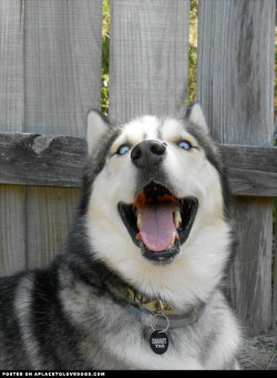 aplacetolovedogs:  Adorable Husky Pickles cute reaction to a