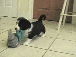 aplacetolovedogs:  Here guyz take a look at my new dog toy, mommy
