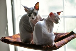 hairless-hugo:  These guys