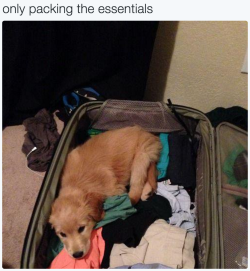 babyanimalgifs:  baby animals blog