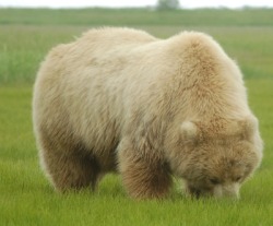 bears-official: the first times I saw of Her…. my heart verily
