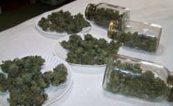 420stoneheads:  stoner herb weed 420 cannabis pot stuffmarijuana
