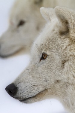 0ce4n-g0d:  Artic Wolf | Renald Bourque 