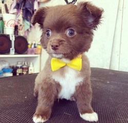 cute-overload:  Bow Ties Are Totally In Right Nowhttp://cute-overload.tumblr.com