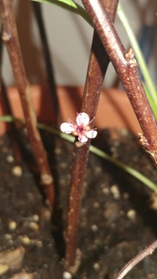 My sandcherry cutting has the teeniest little blossom on it!