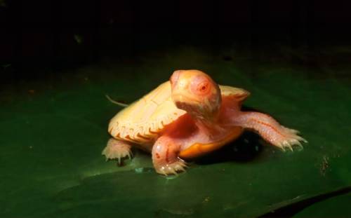 mymodernmet:  Stunningly Rare Albino Turtles Look Like Fiery