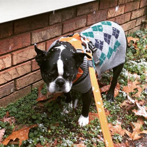 <p>“I have bronchitis, I’m wearing a sweater, and it’s snowing.” This is a trifecta of Boston Terrier indignities, as evidenced by his facial expression. #undertheweather #sirwinstoncup #bostonterrier #bostonterriersofinstagram  (at Fiddlestar)</p>