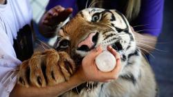 awwww-cute:  Baby tiger