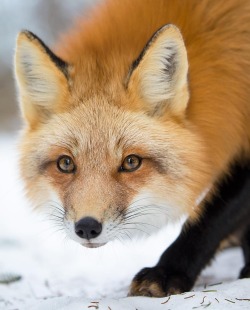 beautiful-wildlife:Red Fox by © bkcrossman