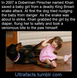 ultrafacts:  In 2007 a Doberman Pinscher named Khan was rescued