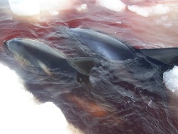 fightingforwhales:   Dozens of white-beaked dolphins are trapped