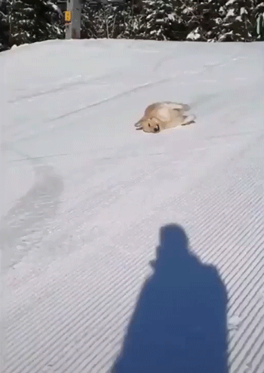 thebookofjohndale:downhill speed limit is 20 mph, he looks like