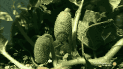 mmtki:  gifsboom:  The squirting cucumber.  2015-12-20 