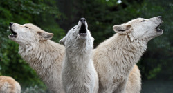 sisterofthewolves:Hudson bay wolves by Joke Kok