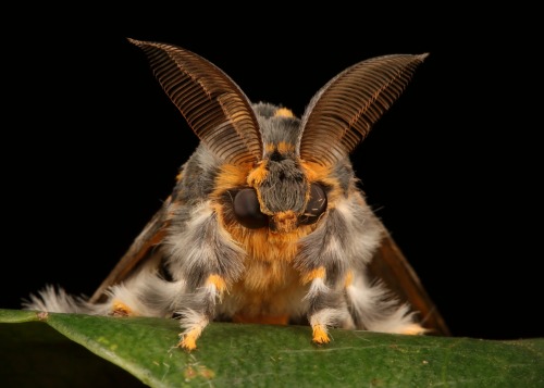 sinobug:  Rosy Gypsy Tussock Moth, male (Lymantria mathura, Lymantriinae,