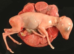 birdsflyingbackwards:  Royal Antelope foetus with nine cotyledons