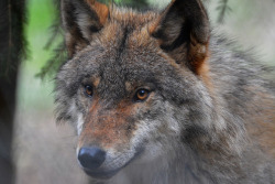 her-wolf: Loup - Wolf - The Look - Le regard   © Laurent Amilo