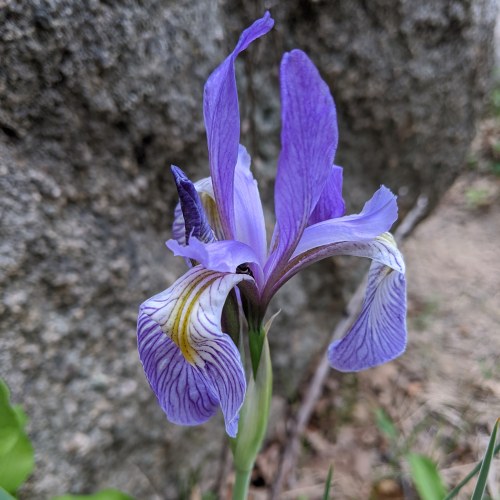 Wild iris in Colorado Springs. Do not delete caption.