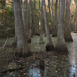 shit-happens:  Swamp/ Natchez Trace, MS/ 2013 We got dropped