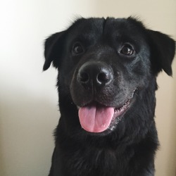 actualdogvines:  This is my year old pup Sirius. His talents