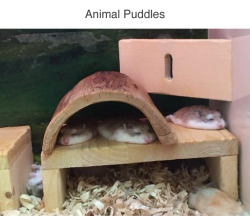 nunyabizni:  tastefullyoffensive:Animal Puddles (more) Melty