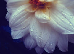 floralls:    submitted by unikuvia :  after the rain.
