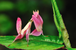 lavender-ice:   Orchid Mantis  if this fucker wandered into my