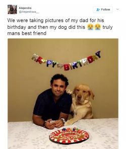 janellwhoo:  itsagifnotagif:  Dogs are too pure honestly  we