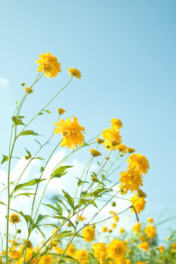 drxgonfly:Yellow flowers 1 (by chizu_ko)