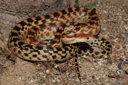 rhamphotheca:  The Cape Gopher Snake aka Baja Gopher Snake (Pituophis