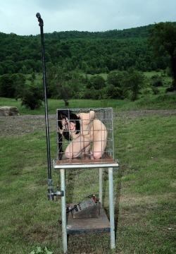sirrendre:  naked cage slaves need fresh air too.