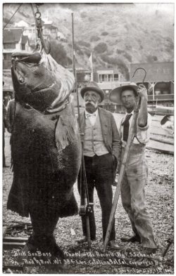 valscrapbook:  A world’s record 384-pound black sea bass caught