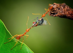 awkwardsituationist:  photos by uda dennie of eusocial ants