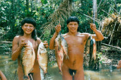 Enawene Nawe, via Survival International.The Enawene Nawe are one of very few tribes in the world who do not eat red meat.They are expert fishermen. In the dry season, they catch fish with a poison called timbó, made from the juice of a woody vine.Bundles