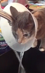 huffingtonpost:  Enterprising Cat Uses ‘Cone Of Shame’ To