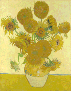 calebdwood:  Van Gogh Sunflower series, paintings in motion