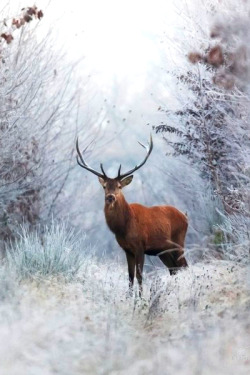 earthdaily:  frozen by Nicolas Le Boulanger      