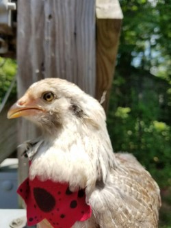 the-gay-u-cant-catch:  the-gay-u-cant-catch:  I made Kouki a ladybug bandanna!!  @lowkey-huff  OH MY GOSH KOUKI HAS GROWN SO MUCH!!!!!! â™¡â™¡â™¡â™¡ AYYYYYSO CUTE!!!