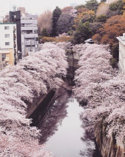 fleur-de-fleurs:  The cherry trees are in full bloom!  ようやく地元の桜並木も満開です。今日明日が見頃でしょうか。