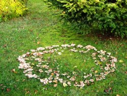  yuppiebreeder: A fairy ring, also known as fairy circle, elf